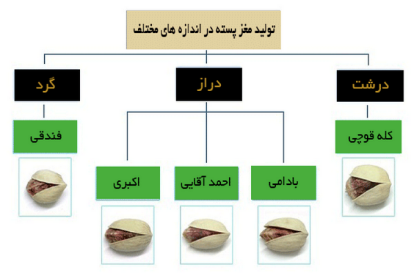 تولید مغز پسته در اندازه های مختلف